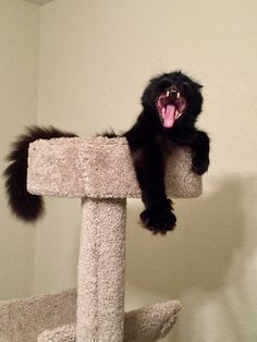 Untitled Cats Yawning, Black Mainecoon Cat, Funny Cat Pics, Fluffy Black Cat, Her Drawing, Cat Yawning, Funniest Cat, Black Cat Aesthetic, Little Animals