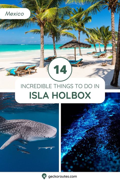 For a largely undeveloped and relatively small island, there’s a surprising amount of things to do in Holbox. It’s no wonder that people head there for 3-4 days and end up extending for a week at least. To check out the full list of amazing things to do in Holbox, Mexico, tap the pin and take a read. Holbox Island Mexico, Holbox Island, Dreamy Destinations, Swimming With Whale Sharks, Mexico Travel Guides, Walk On Water, Beach Bars, Kite Surfing, Small Island