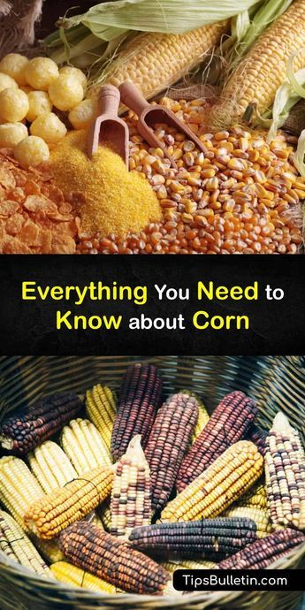 Corn, or maize in British English, originated in South America and spread around the globe. In addition to fresh corn cobs, corn by-products like corn flour and corn starch are widely used, and dent corn or field corn provides grain to livestock worldwide. #corn #growing Corn Growing, Corn Products, Flint Corn, Genetic Modification, Field Corn, Corn Grain, Growing Corn, Gmo Corn, Indian Corn