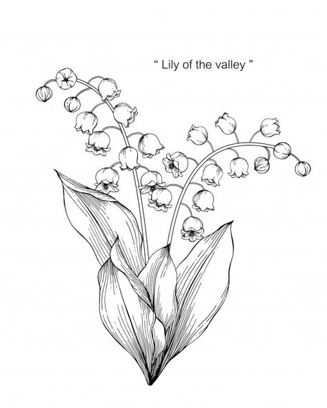 Lily of the valley flower drawing illust... | Premium Vector #Freepik #vector #background #pattern #flower #wedding Lily Of The Valley Shoulder Tattoo, Lily Of The Valley Drawing, Hur Man Ritar Blommor, Bell Orchid, Lily Valley, Lilies Drawing, Flower Line Drawings, Lily Of The Valley Flowers, Valley Flowers