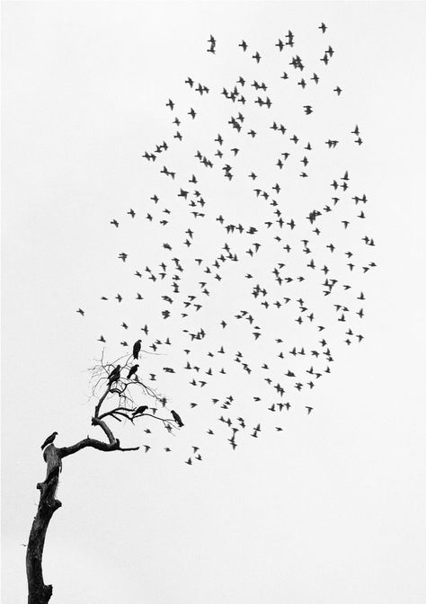 Delhi, India, 1999 Flying In The Sky, Photographers Gallery, Alfred Stieglitz, Three Birds, Flock Of Birds, Gelatin Silver Print, White Image, Delhi India, Birds Flying