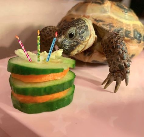 15 Pros And Cons Of Keeping Turtles In The House | PetPress Turtle Cage, Land Turtle, Tortoise Drawing, Turtle Homes, Cute Tortoise, Tortoise Habitat, Baby Tortoise, Tattoo Nature, Animals Tattoo