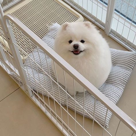 Cute Puppies Aesthetic, Cute Animals Aesthetic, Cute Dogs Aesthetic, White Fluffy Puppies, Puppies Aesthetic, Dogs Pomeranian, Pets Aesthetic, Fluffy Pets, Aesthetic Cream