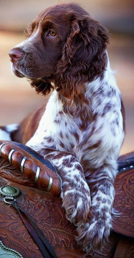 Springer Spaniel Puppy, English Springer Spaniel Puppy, Springer Spaniel Puppies, Springerle Cookies, English Cocker Spaniel, Spaniel Puppies, English Springer, English Springer Spaniel, Irish Setter