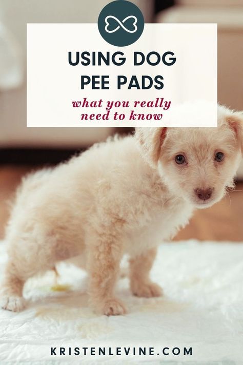 In this post, when you should and shouldn't use dog pee pads. Some pet parents looking for a solution to their dog peeing in the house may be considering pee pads. Here's everything you should know! Cleaning Pet Urine, Dog Pee Pads, Yorkie Mix, Newborn Puppies, Dog Training Classes, Puppy Kisses, Puppy Pads, Dog Pee, Dog Ages