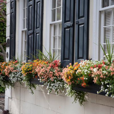 Learn how to make a Charleston-style box planter that will spruce up any window with color. Balcony Flower Box, Window Box Plants, Charleston Style, Window Plants, Window Box Flowers, Window Planters, Balcony Flowers, Balcony Plants, Flower Window