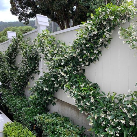 HEDGE Garden Design & Nursery on Instagram: “Want to know how to do this? . I’ve added a new help page to my website on “How to espalier Chinese Star Jasmines”. Link in bio 😎” Hedge Garden Design, Hedge Garden, Courtyard Garden Ideas, Classical Garden, Chinese Star, Garden Walls, Front Garden Design, Star Jasmine, Dream Yard