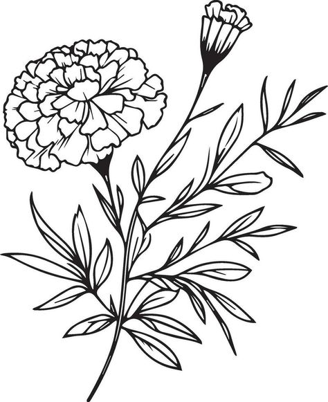 Marigold Flower Outline, Marigold Fine Line, Marigold Line Drawing, Aster Drawing, Marigold Drawing, Tattoo October, Marigold Tattoo, Coloring Pages Easy, Line Drawing Tattoos