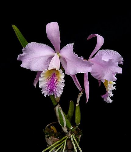 Cattleya mossiae par Frédéric3 | Cattlaelia Forum Orchidée | Flickr Orchids, Plants