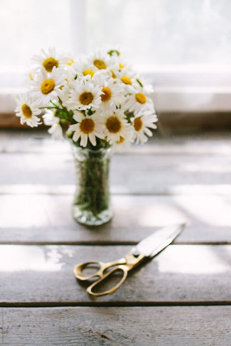 Daisies In A Vase, Ox, Pretty Flowers, Art Sketches, A Table, Royalty Free Stock Photos, Daisy, Vase, Stud Earrings