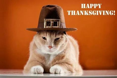 Kitty Pilgrim! Thanksgiving Cats, Fat Kitty, Cat Dog Costume, Thanksgiving Photos, Funny Animal Photos, Cat Holidays, Curious Cat, Cat Hat, Pet Holiday