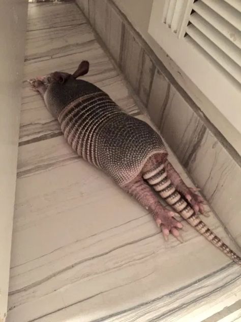 Baby Armadillo, Cute Funny Pics, Funny Animal Photos, Interesting Animals, Second Chances, Letting Go Of Him, Silly Animals, Cute Creatures, Adorable Baby