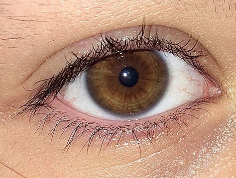 Light Brown Eyes, Styles Clothes, Eye Close Up, Dog Breeds List, Eye Drawing Tutorials, Dump Ideas, Ghost Photos, Dark Brown Eyes, Aesthetic Eyes