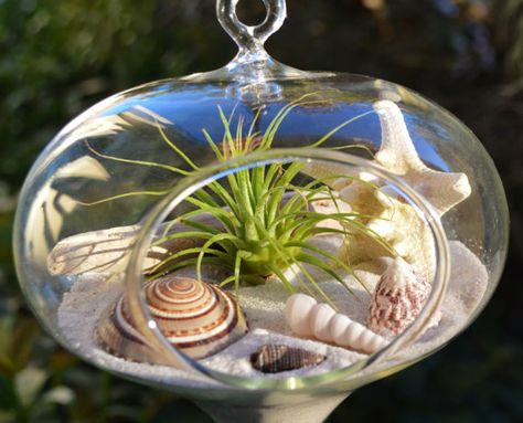 Beach Terrarium, Indoor Aquaponics, Coastal Living Decor, Aquaponics Plants, Aquaponics Diy, Air Plant Display, Air Plant Terrarium, Hanging Vases, Succulents Decor