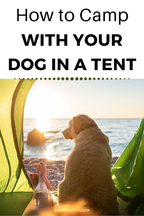 Camping With A Dog, Dogs Camping, Camping With Dogs, How To Camp, Dog Tent, Camping Must Haves, Solo Camping, Dog Camping, Corgi Puppy