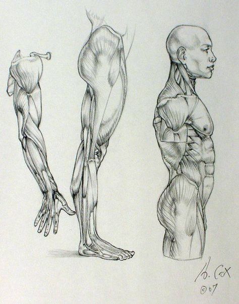 Arm Anatomy, Leg Anatomy, Male Figure Drawing, Character Design Cartoon, Human Anatomy Drawing, Human Figure Drawing, Human Anatomy Art, Anatomy Sketches, Anatomy For Artists