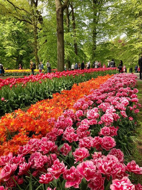 Don't miss one of the world's largest flower gardens, the Keukenhof! I've added a bunch of practical tips and a map so you can get the most out of your trip! #Keukenhof #netherlands #gardens #yards #photography #holland #tulips #park #amsterdam #pictures #flower Keukenhof Gardens, Azaleas Garden, Rotterdam Netherlands, Couple Travel, Romantic Travel Destinations, Tulip Fields, Netherlands Travel, Garden Park, Garden Photography