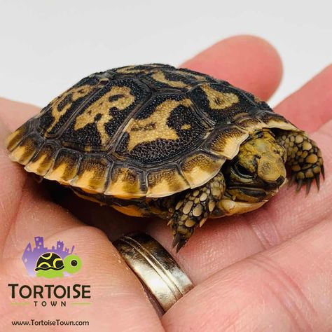 Tortoise Aquarium, Soft Shell Turtle, Pancake Tortoise, Indian Star Tortoise, Softshell Turtle, Outdoor Tortoise Enclosure, Turtles For Sale, Hermann Tortoise, Red Footed Tortoise