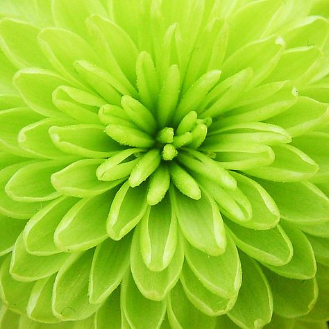 Themed Photography, Plant Aesthetic, Green Collection, Simple Green, Green Flower, Green Aesthetic, Color Of Life, Green Flowers, Green Plants