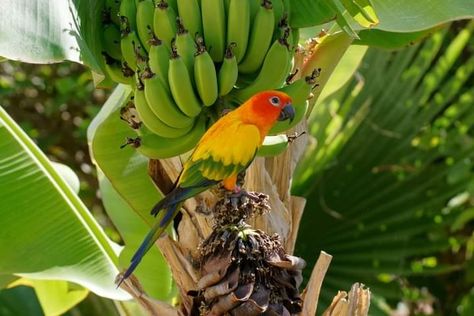 Parrot Aesthetic, Jungle Life, Tropical Parrot, Banana Tree, Tropical Forest, Silly Animals, Summer Is Coming, All Birds, Life Pictures