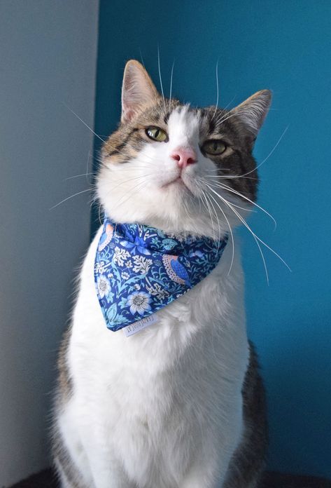 White tabby cat wearing blue spring bird bandana with snaps. Dog Neckerchief, Cat Scarf, Floral Cat, Cat Bandana, Warrior Cat, Cat And Dog, Cat Stuff, Bird Print, Blue Cats