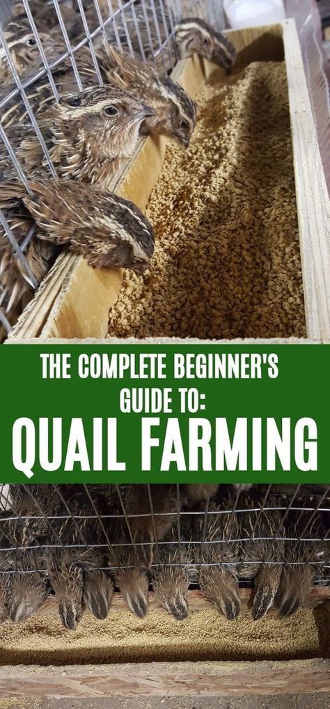 Quail Farming, Quail Pen, Button Quail, Quail Coop, Raising Turkeys, Gamebirds, Raising Quail, Portable Chicken Coop, Quails