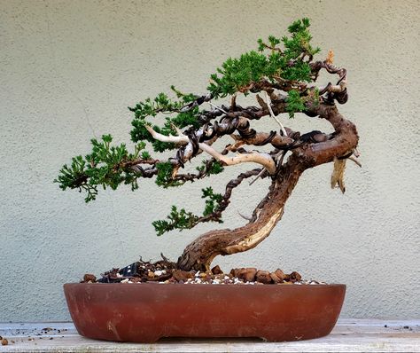 Picture 6 - I re-potted my Juniper bonsai, Windswept Style. 01/2020 Lone Hawthorn, Windswept Bonsai, Jade Plant Bonsai, Bonsai Collection, Bougainvillea Bonsai, Bonsai Making, Japanese Bonsai Tree, Bonsai Forest, Bonsai Tree Types