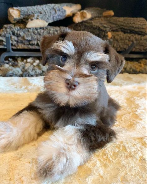 Puppy Mini Schnauzer, Mini Schnauzer Teddy Bear Haircut, Mini Schnauzer Outfits, Schnauzer Cut, Schnauzers Funny, Mini Schnauzer Brown, Brown Miniature Schnauzer, Baby Daisy, Cute Small Dogs