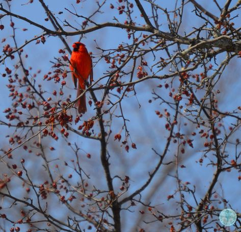 Cardinal Bird Aesthetic, Red Bird Aesthetic, Ornithology Aesthetic, Bird Watching Aesthetic, Birdwatching Aesthetic, Cardinal Aesthetic, Hyperfixation Aesthetic, Bird Aesthetic, Red Robin Bird