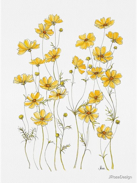 "Yellow Cosmos Flowers" Art Print by JRoseDesign | Redbubble Yellow Cosmos Flowers, Yellow Cosmos, Flower Line Drawings, Cosmos Flowers, Simple Flowers, Botanical Illustration, 그림 그리기, Flower Drawing, Yellow Flowers