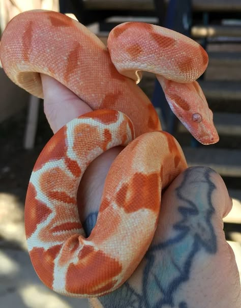 sunglow het leopard boa? Cool Looking Animals, Sunglow Boa, Ball Snake Python, Blood Python, Ball Python Colors, Rainbow Boa Snake, Snakes, Cool Snakes, Colorful Snakes