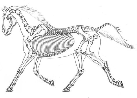 Horse Skeleton, Graphic Novel Illustration, Zoo Ideas, Warmblood Horses, Skeleton Drawings, Animal Skeletons, Horse Anatomy, Draw Animals, Drawing Animals