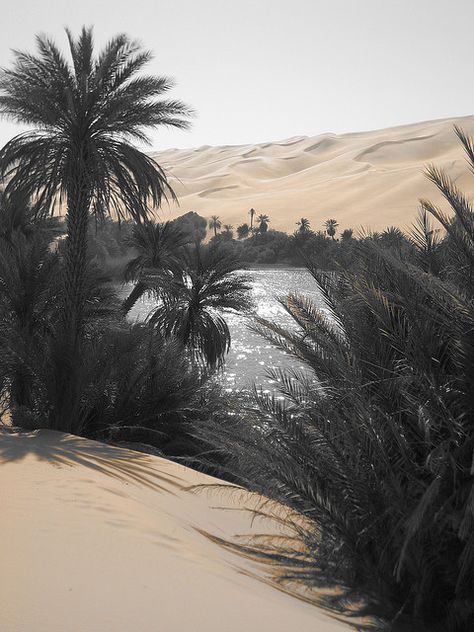 Libyan Desert Oasis Desert Nomad, Deserts Of The World, Desert Oasis, Love Garden, Libya, In The Desert, Sand Dunes, Inspiration Board, Amazing Places