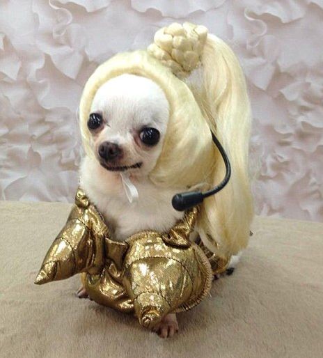 HILLAROUS!!!Doggie Madonna Costume Pet Halloween Costumes, Animal Costumes, Chihuahua Love, Dog Halloween Costumes, Dog Costumes, Dog Costume, Halloween Animals, Pet Costumes, Dog Halloween