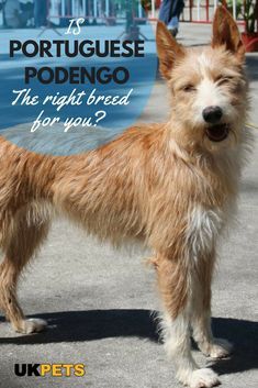 #Dogs #Puppies Portuguese Podengo Pequeno, Portuguese Podengo, Top Dog Breeds, Nature Friends, Big Dog Breeds, Dogs Stuff, Health Exercise, Dog List, Crazy Dog Lady