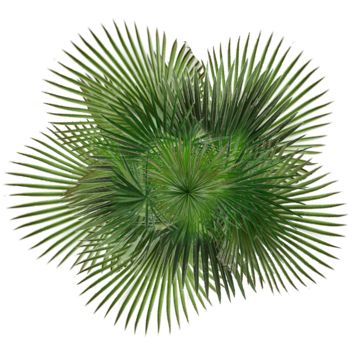 Tree Top View Architecture, Plant Top View Png, Plant Top View, Arch Tree, Palm Tree Sketch, Tree Top View, Cartoon Palm Tree, Indoor Office Plants, Tropical Png