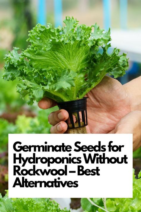 Explore eco-friendly and effective options that ensure robust seedling growth. Say goodbye to traditional methods and embrace these innovative alternatives. Elevate your hydroponic game with these essential germination tips. Join us in nurturing healthy seedlings without Rockwool. Uncover the future of hydroponic seed starting now! Hydroponic Seed Starting, Rockwool Hydroponic, Germinate Seeds, Rice Hulls, Coco Coir, Dry Coconut, Gardening Techniques, Seed Germination, Hydroponics System