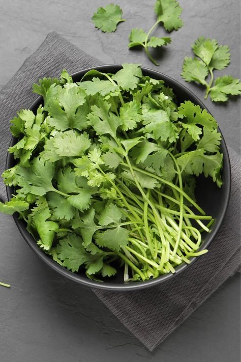 Cilantro Photography, Coriander Plant, Edible Herbs, Chipotle Recipe, Chipotle Recipes, Food Reference, Incredible Edibles, Coriander Leaves, Spices And Herbs