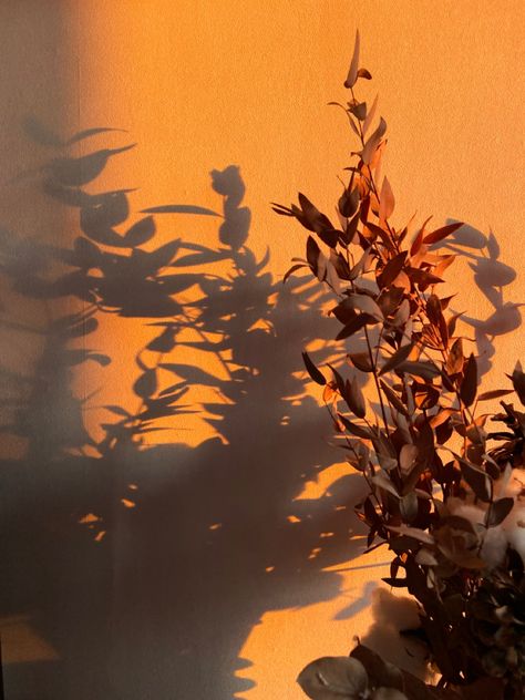 Light And Shadow Photography, Window Shadow, Wall Collage Decor, Sun Shadow, Shadow Photography, Shadow Photos, Still Life Photos, Autumn Lights, Shadow Art