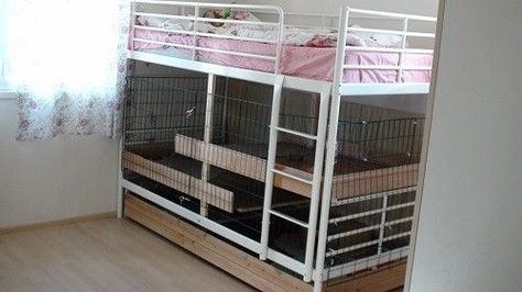 This is an excellent way of using the space underneath a bunk or loft bed to provide an  indoor setup for rabbits, including multiple levels using shelving. Description from pinterest.com. Human Bed, Diy Bunny Toys, Rabbit Information, Bunny Cage, Rabbit Habitat, Bunny Hutch, Bunny Room, Rat Cage, Indoor Rabbit