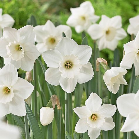 White Narcissus Flower, Daffodils White, Gunnera Plant, Narcissus Bulbs, Flower Reference, Plant Inspiration, White Flower Farm, Narcissus Flower, Horse Guards