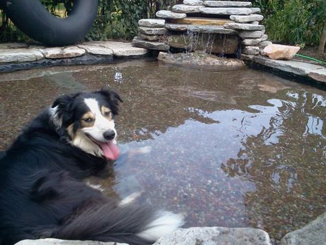 Dog Pool Diy, Backyard Dog Area, Dog Pond, Canine Enrichment, Dog Friendly Garden, Dog Friendly Backyard, Dog Fountain, Dog Backyard, Peace Garden