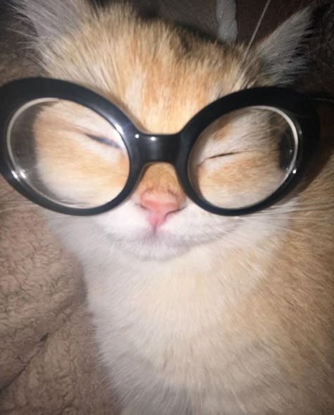 Pfp For Mom Contact, Cartoon Profile Pics Glasses, Heart Cats, Aesthetic Place, Dream's Cat, Funny Glasses, Icons Random, Cats Pictures, Silly Cats Pictures