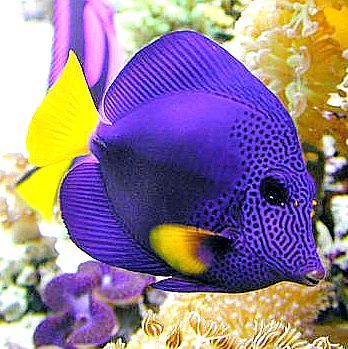 Beautiful Tropical Fish, Tang Fish, Colourful Fish, Saltwater Fish Tanks, Pretty Fish, Fauna Marina, Salt Water Fish, Deep Sea Creatures, Saltwater Fish