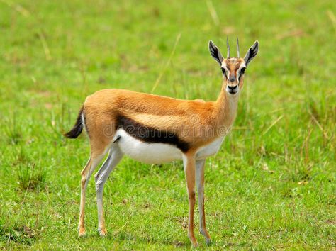 Female Thomson Gazelle. In the Masai Mara Reserve (Kenya , #sponsored, #Gazelle, #Thomson, #Female, #Masai, #Kenya #ad Gazelle Animal, Impala Animal, Thomson Gazelle, North California, Ngorongoro Crater, African Theme, Masai Mara, African Animals, Tanzania