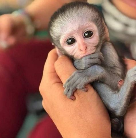 Pet Monkey For Sale, Capuchin Monkeys, Monkeys For Sale, Marmoset Monkey, Macaque Monkey, Capuchin Monkey, Dalmatian Puppy, Pet Monkey, Exotic Animals