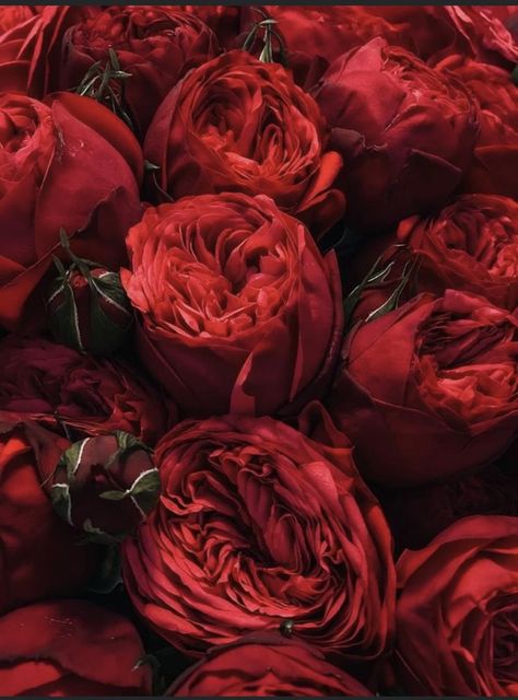 Red Peony Aesthetic, Red Spring Aesthetic, Red Peonies Wallpaper, Rose Asthetics, Rose Flower Aesthetic, Red Flowers Aesthetic, Red Rose Aesthetic, Red Roses Aesthetic, Red Peony Flower