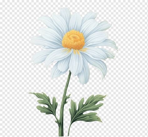 Transvaal Daisy, Daisy Flower Drawing, Common Daisy, Daisy Illustration, Daisy Watercolor, Daisy Drawing, Sunflower Watercolor Painting, Gold Geometric Pattern, Daisy Art