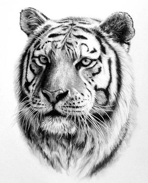 12+ Top Tiger Tattoo Drawings of 2020 Art Tigre, Tattoo Tiger, Tier Tattoo, Tiger Tattoo Design, Tiger Drawing, Tattoo Zeichnungen, Tiger Pictures, White Drawing, Tiger Art