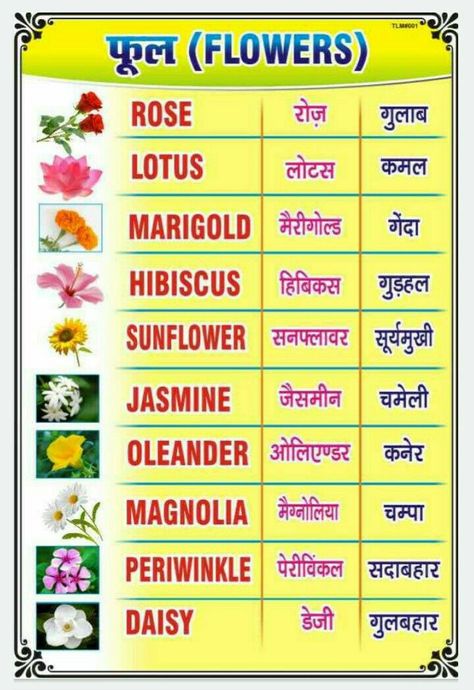 Fruits Name In English, General Knowledge For Kids, Daily Use Words, Flowers Name, English Knowledge, Planting For Kids, Cvc Words Kindergarten, English Word Book, Hindi Language Learning